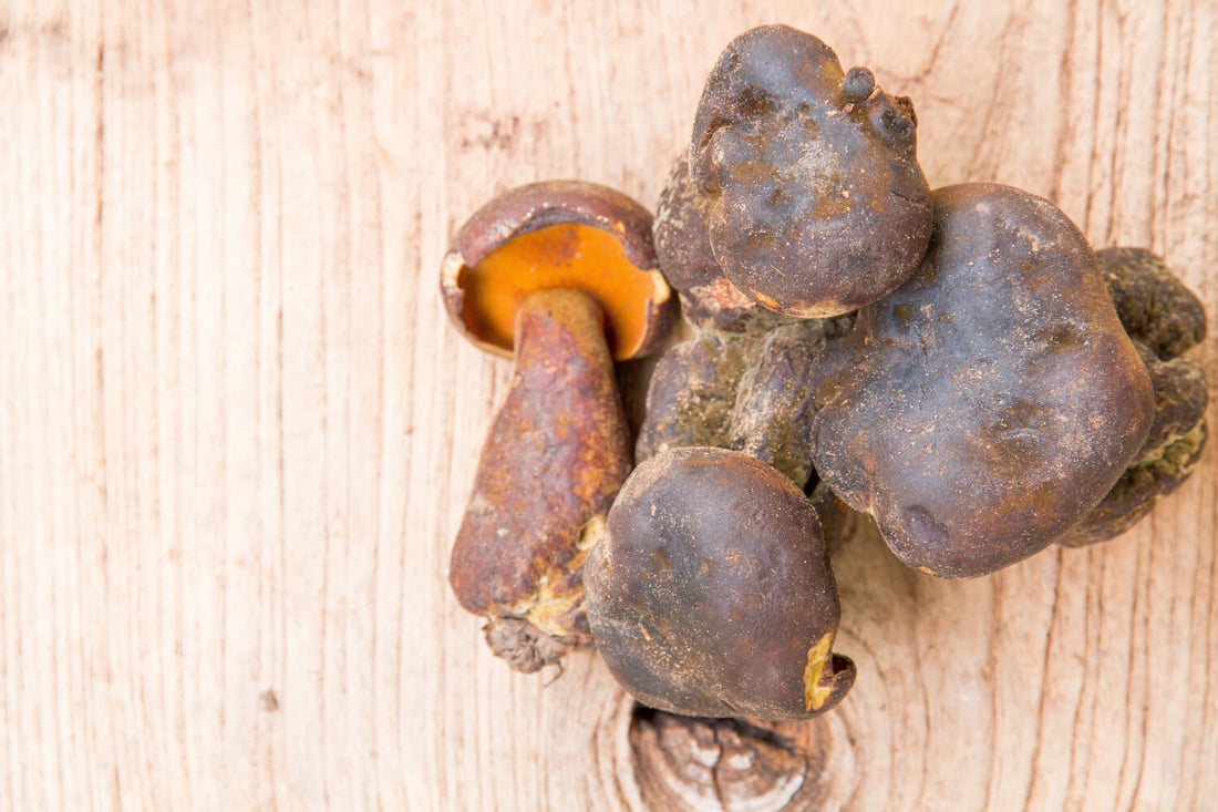 Grzyby, które leczą – poznaj 10 leczniczych grzybów, które warto włączyć do diety!