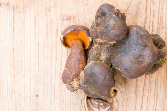 Grzyby, które leczą – poznaj 10 leczniczych grzybów, które warto włączyć do diety!