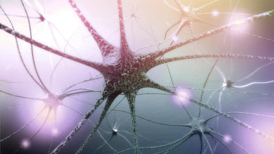 Neurodegeneracja – 12 roślin, które pomogą zatrzymać stan zapalny układu nerwowego