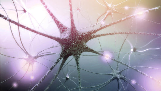 Neurodegeneracja – 12 roślin, które pomogą zatrzymać stan zapalny układu nerwowego